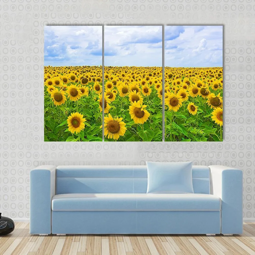 Field Of Sunflower Canvas Wall Art