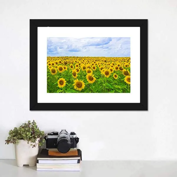 Field Of Sunflower Canvas Wall Art